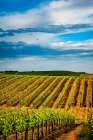USA-WA-Pasco Rows in a Washington vineyard flourish in spring light Art Print